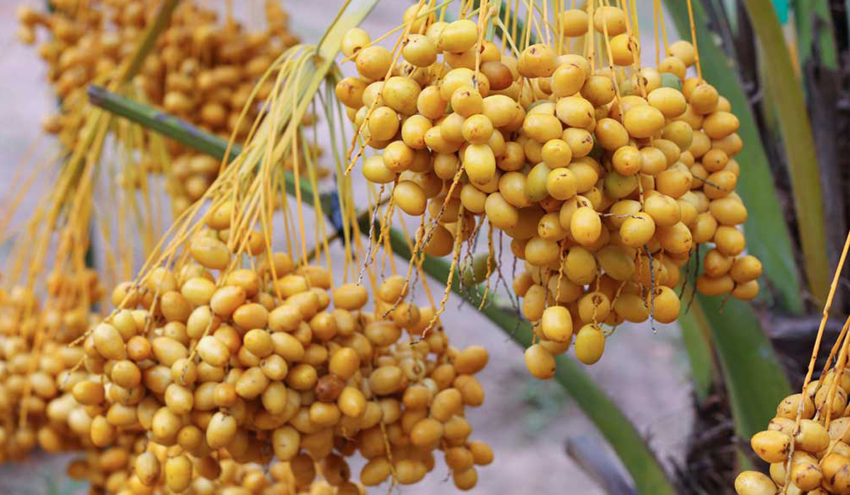 Dates Festival